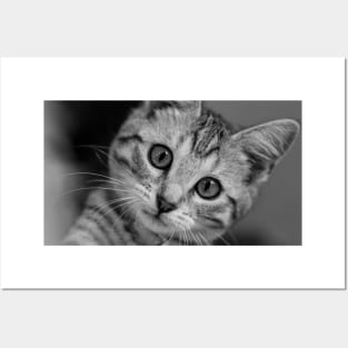 Beautiful Cat with big eyes Posters and Art